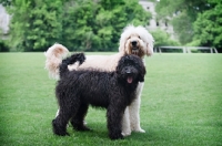 Picture of goldendoodle puppy standing in front of goldendoodle adult