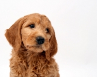 Picture of Goldendoodle puppy