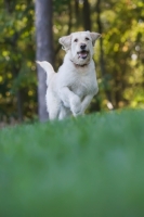 Picture of Goldendoodle running in garden