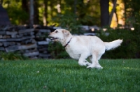Picture of Goldendoodle running on grass