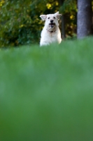 Picture of Goldendoodle running on grass