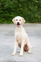 Picture of Goldendoodle sitting down