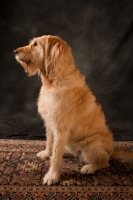 Picture of Goldendoodle sitting on rug