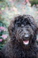 Picture of goldendoodle smiling into camera