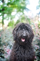 Picture of goldendoodle smiling