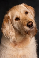 Picture of Goldendoodle, studio portrait