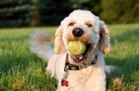Picture of Goldendoodle with ball