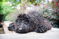 Picture of goldendoodle with head down on bench