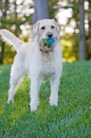 Picture of Goldendoodle with toy