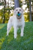 Picture of Goldendoodle with toy
