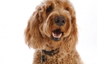 Picture of Goldendoodle