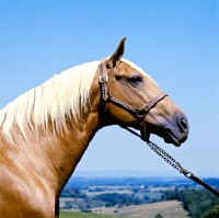 Picture of goldie, palomino stallion in usa