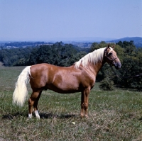 Picture of goldie, palomino stallion in usa