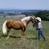Picture of goldie, palomino stallion with  owner arranging forelock, in usa