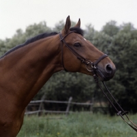 Picture of Gondal, Danish Warmblood head and shoulders 