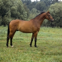 Picture of Gondol (Goldlack Trak x Wohler Hann.) Danish Warmblood full body 