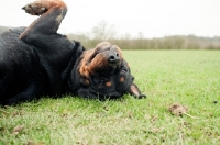 Picture of Goofy Rottweiler rolling in the grass