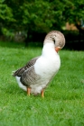 Picture of goose cleaning it's feathers