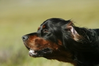 Picture of Gordon Setter, concentrating