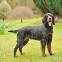 Picture of Gordon Setter dog on grass with tongue out