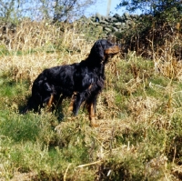 Picture of gordon setter from upperwood in heathland