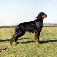 Picture of gordon setter from upperwood standing in strong wind