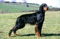 Picture of gordon setter from upperwood standing in the wind in field