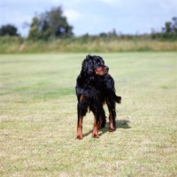 Picture of gordon setter front view