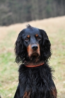 Picture of Gordon Setter head study