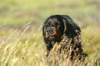 Picture of Gordon Setter in field