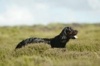 Picture of Gordon Setter in field