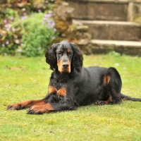 Picture of Gordon Setter lying on grass