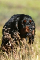 Picture of Gordon Setter near high grass