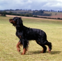 Picture of Gordon Setter on a countryside walk