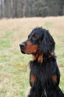 Picture of Gordon Setter portrait