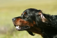 Picture of Gordon Setter portrait