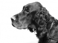 Picture of gordon setter portrait