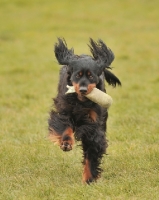Picture of Gordon Setter running in grass towards camera
