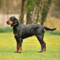 Picture of Gordon Setter side view standing on grass