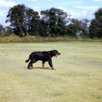 Picture of gordon setter walking across field