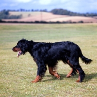 Picture of gordon setter walking in countryside
