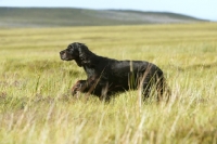 Picture of Gordon Setter walking in field