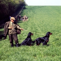 Picture of gordon setters at field trials