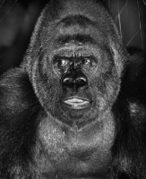 Picture of gorilla looking alert