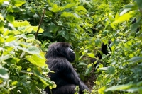 Picture of gorilla sitting in rwanda, parc national des volcans