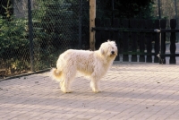 Picture of Gos D'Atura (aka Catalan Sheepdog)