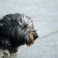 Picture of gos dâ€™atura, catalan sheepdog, head study on grey background