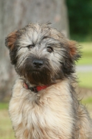 Picture of Gos d'Atura puppy (aka Catalan Sheepdog)