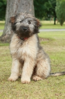 Picture of Gos d'Atura puppy (aka Catalan Sheepdog)