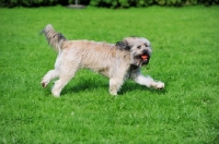 Picture of Gos d'Atura running with ball